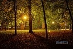 trees with outdoor lighting