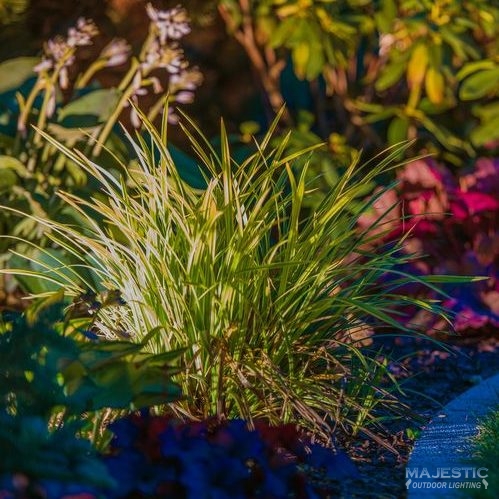 Garden Night Time Lighting. Illuminated Garden Plants.